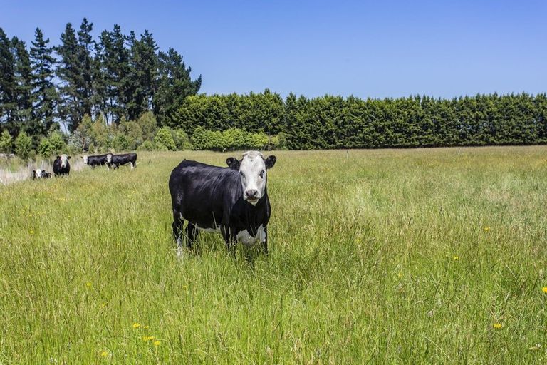 Photo of property in 483 Broad Road, Sefton, Rangiora, 7477