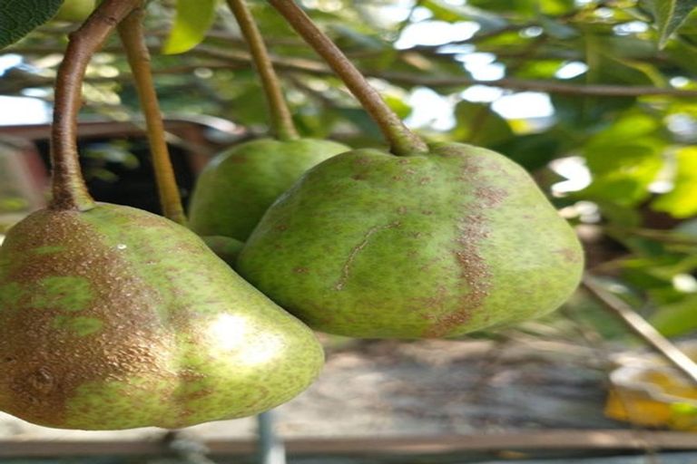 Photo of property in 109 Vinegar Hill Road, Kauri, Kamo, 0185