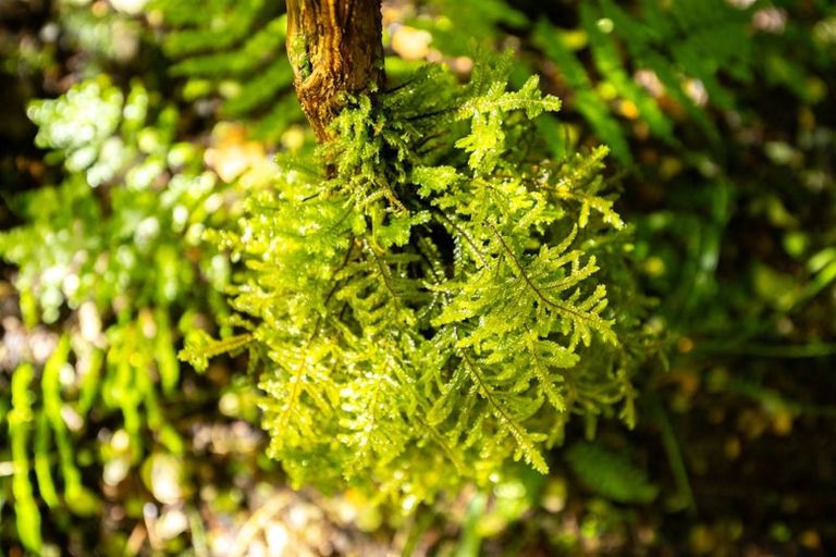 Photo of property in 288 Matiri Valley Road, Matiri, Murchison, 7077