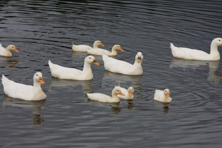 Photo of property in 96 Mcintosh Road, Blackmans, Alexandra, 9391