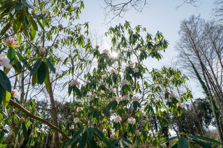 Photo of property in 13 Woodlands Way, Greytown, 5712