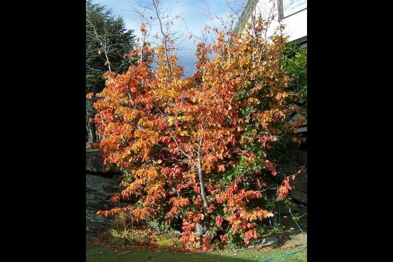 Photo of property in 3 Fox Street, Alexandra, 9320