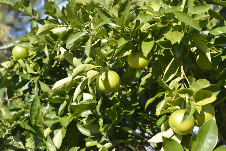 Photo of property in 2 Garrison Street, Carterton, 5713