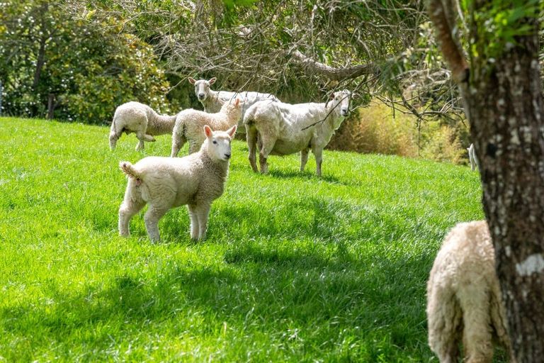 Photo of property in 817 Kaipara Flats Road, Kaipara Flats, Warkworth, 0981