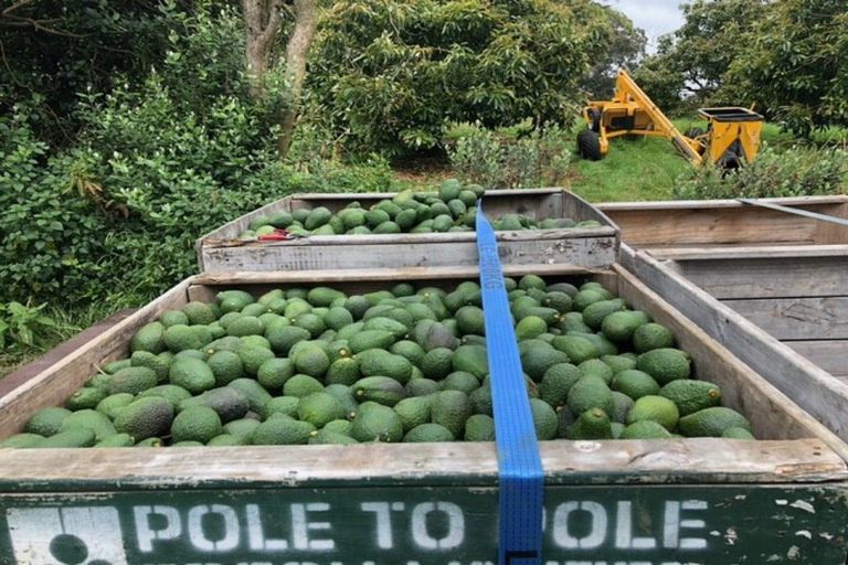 Photo of property in 313 Youngson Road, Whakamarama, Tauranga, 3179