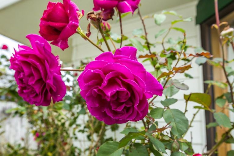 Photo of property in 4 Memphis Grove, Totara Park, Upper Hutt, 5018