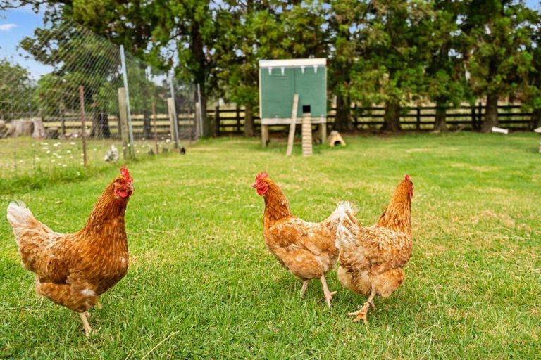 Photo of property in 499 Whatitiri Road, Poroti, Whangarei, 0179