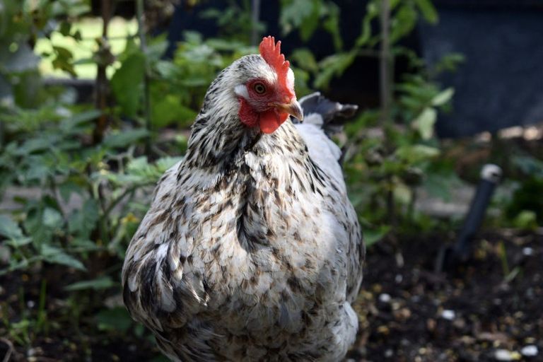 Photo of property in 54 Brougham Street, Westport, 7825