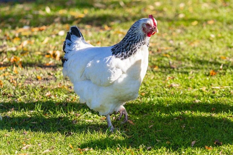 Photo of property in 2d Ferry Road, Spring Creek, 7202