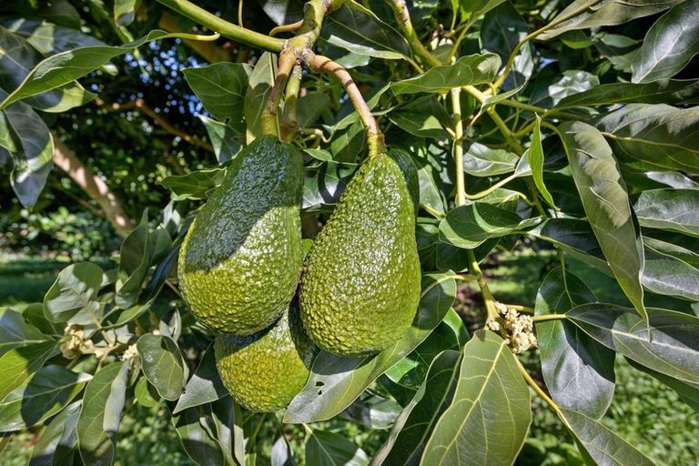 Photo of property in 333 Paerata Ridge Road, Waiotahe, Opotiki, 3198