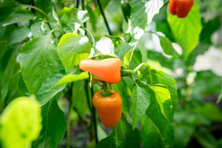 Photo of property in Fairmont Flats, 4c/20 Maarama Crescent, Aro Valley, Wellington, 6021