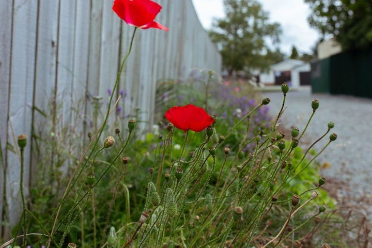 Photo of property in 3 Murdoch Place, Mayfield, Ashburton, 7778