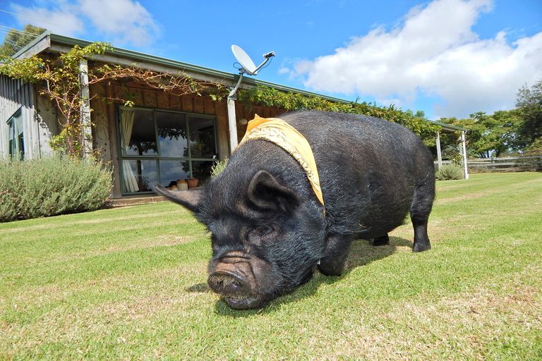 Photo of property in 439 Te Ahu Ahu Road, Waimate North, Kaikohe, 0472