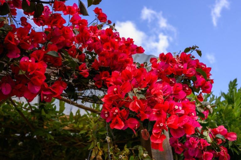 Photo of property in 1 Rose Place, Awapuni, Palmerston North, 4412