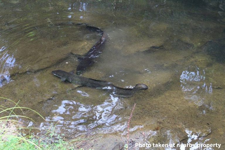 Photo of property in 411a Henderson Valley Road, Henderson Valley, Auckland, 0612
