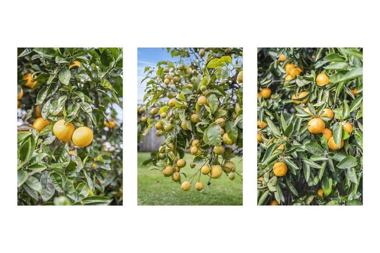 Photo of property in 36 Boucher Avenue, Te Puke, 3119