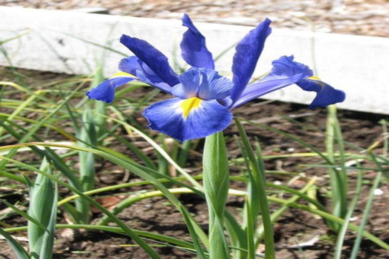 Photo of property in 4 Terrace Street, Matawai, 4075