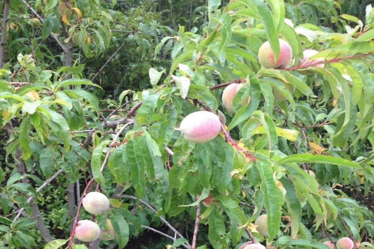 Photo of property in 839 Chester Road, West Taratahi, Carterton, 5791