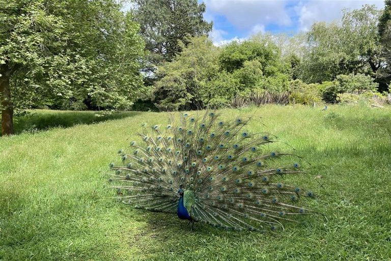 Photo of property in 488 Tapuwae Road, Maniaiti / Benneydale, Te Kuiti, 3987