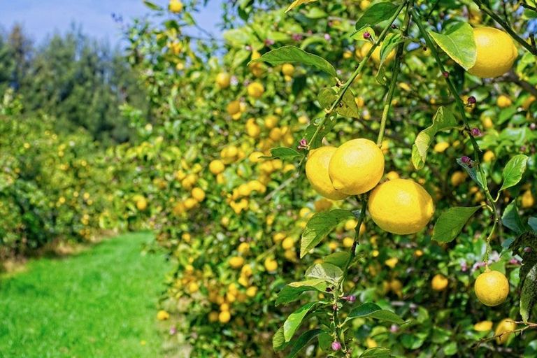 Photo of property in 19 Pilmer Road, Makauri, Gisborne, 4071