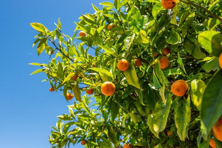 Photo of property in 28 Mahoe Street, Levin, 5510