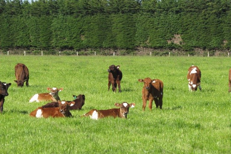 Photo of property in 1103 Woodlands Invercargill Highway, Woodlands, Invercargill, 9871