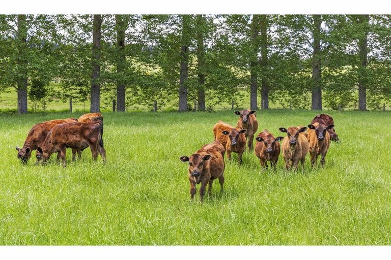 Photo of property in 80 State Highway 3, Piopio, 3970