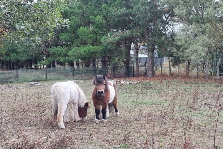 Photo of property in 38 Millard Avenue, Kuripuni, Masterton, 5810