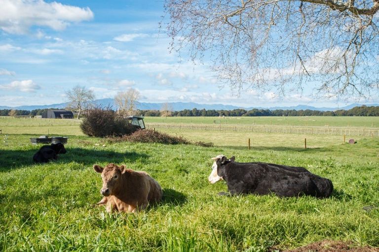 Photo of property in 449 Taukoro Road, Morrinsville, 3375