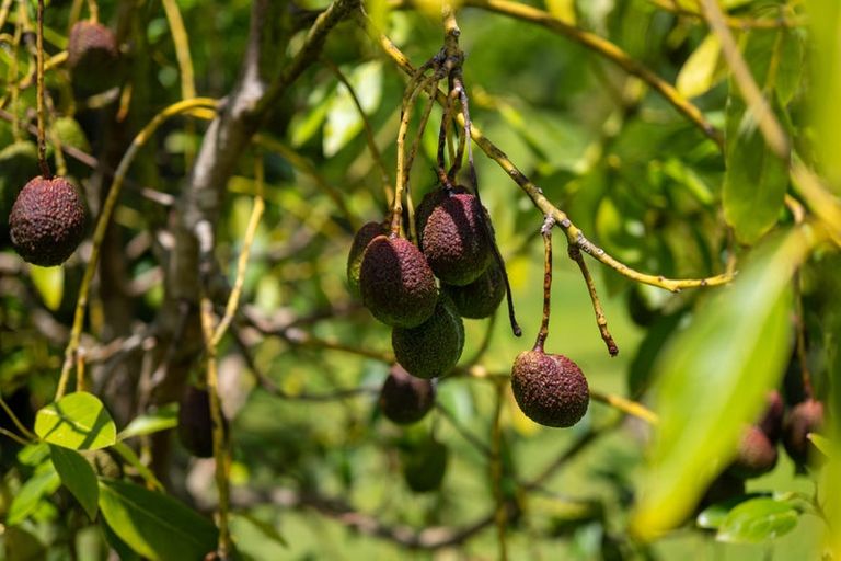 Photo of property in 303 Puketotara Road, Waipapa, Kerikeri, 0295
