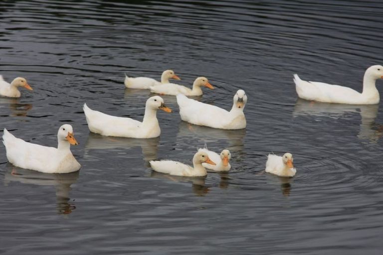 Photo of property in 96 Mcintosh Road, Blackmans, Alexandra, 9391