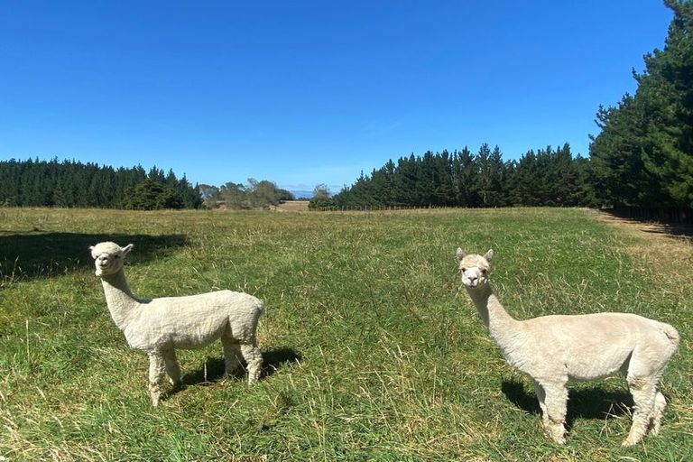 Photo of property in 153 Halcombe Road, Feilding, 4775