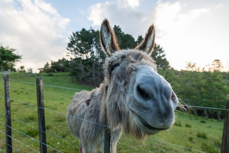 Photo of property in 224 Richards Road, Dairy Flat, Albany, 0794