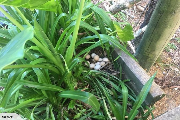 Photo of property in 83 Warner Park Avenue, Laingholm, Auckland, 0604