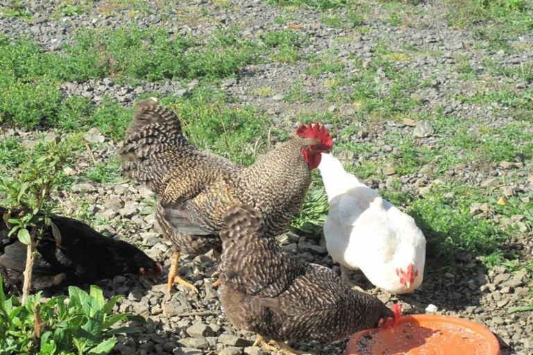 Photo of property in 18 Swift Road, Pokeno, 2471