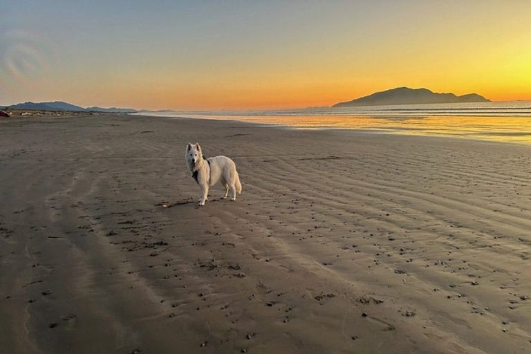 Photo of property in 31 Rodney Avenue, Te Horo Beach, Otaki, 5581