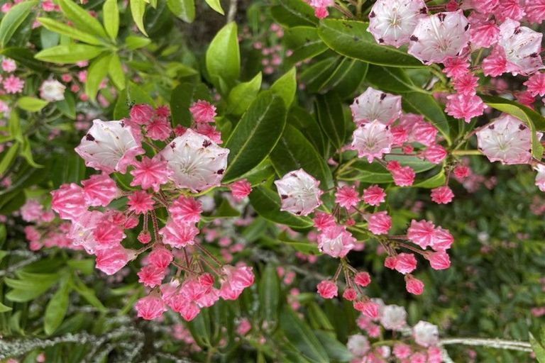 Photo of property in 488 Tapuwae Road, Maniaiti / Benneydale, Te Kuiti, 3987