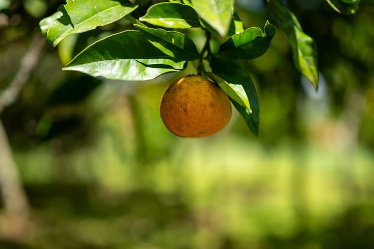 Photo of property in 303 Puketotara Road, Waipapa, Kerikeri, 0295