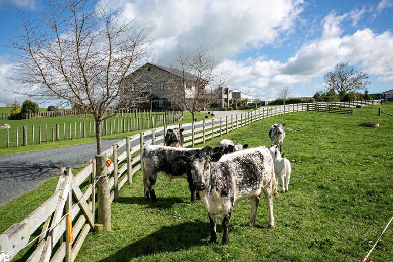 Photo of property in 184 Parklands Road, Rotoorangi, Te Awamutu, 3879