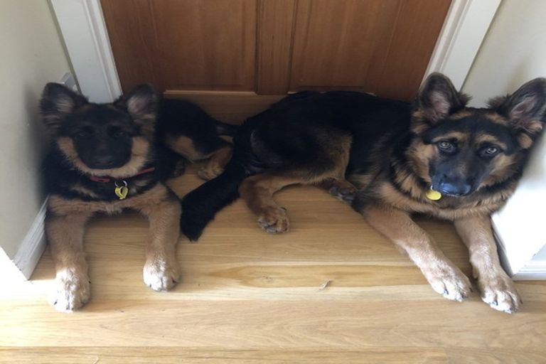 Photo of property in 73 Kowhai Road, Mairangi Bay, Auckland, 0630