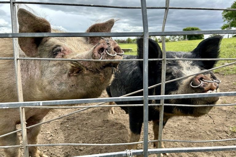 Photo of property in 240c Strange Road, Otway, Te Aroha, 3392