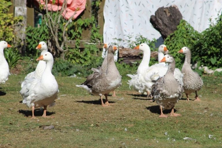 Photo of property in 66 Timaru Road, Waimate, 7924