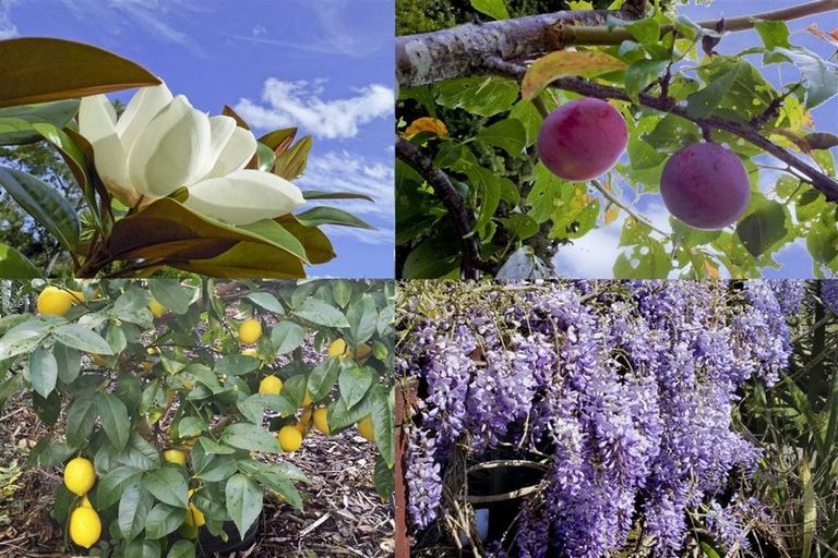 Photo of property in 19 Benita Place, Sunnyvale, Auckland, 0612