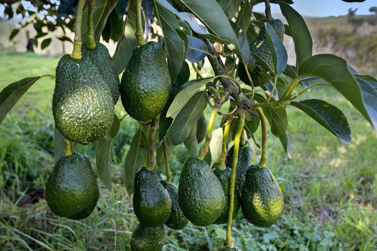 Photo of property in 333 Paerata Ridge Road, Waiotahe, Opotiki, 3198