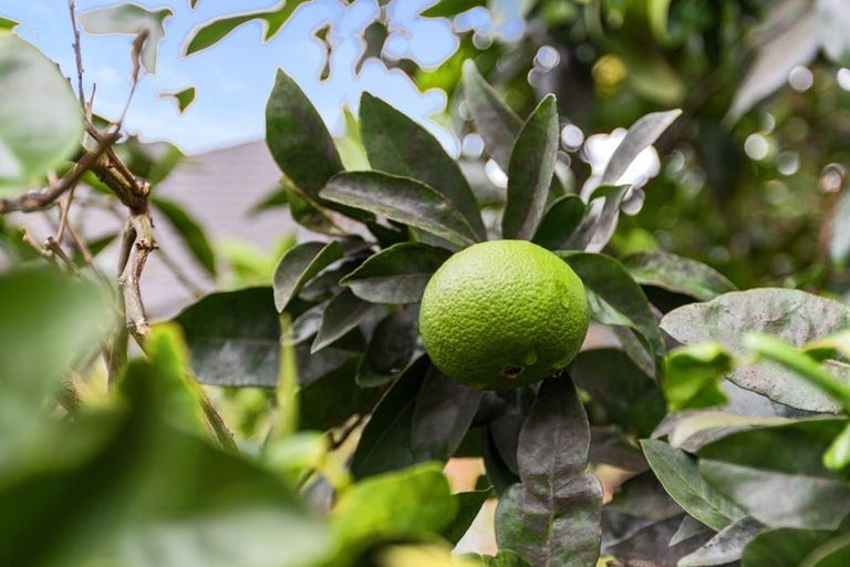 Photo of property in 27c Linton Crescent, Matua, Tauranga, 3110