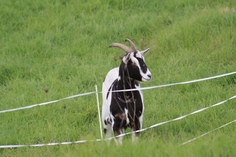 Photo of property in 991 Kaiwaka-mangawhai Road, Hakaru, Wellsford, 0975