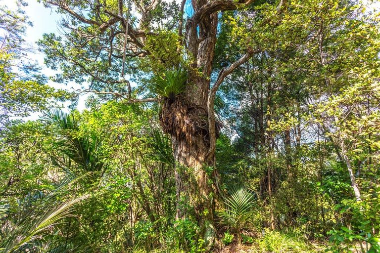 Photo of property in 121 Waihirere Drive, Tuateawa, Coromandel, 3583