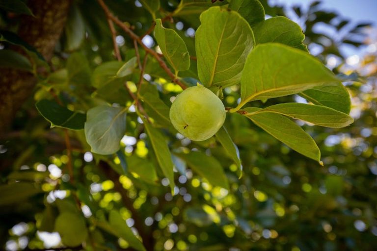 Photo of property in 118 Links Avenue, Mount Maunganui, 3116