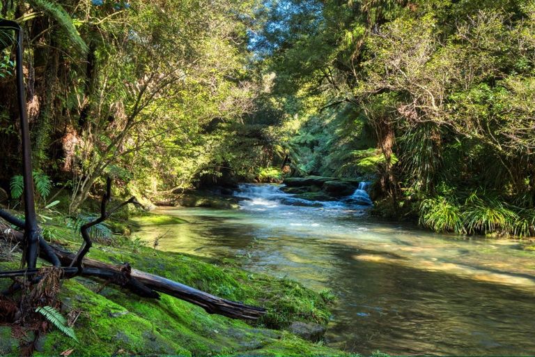 Photo of property in 101 Ross Road, Whakamarama, Tauranga, 3179