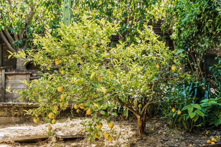 Photo of property in 111 Kaitemako Road, Welcome Bay, Tauranga, 3112